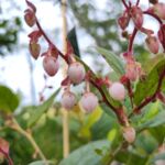 Hohe Rebhuhnbeere blüht