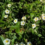 Walderdbeeren blühen