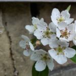 Birne Gute Luise blüht