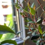 Chilenische Guave blüht