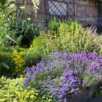 Lavendel im mediterranen Beet