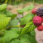Schwarze Himbeeren