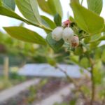 Preiselbeere blüht