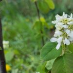Erlenblättrige Felsenbirne 'Martin' blüht