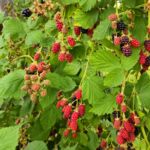 Brombeeren