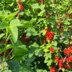 Rote Johannisbeeren