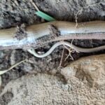 Blindschleiche mit neugeborenem Jungtier