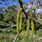 Männliche Walnussblüten