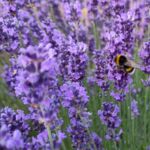 Hummel auf Lavendel