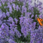Kleiner Fuchs auf Lavendel