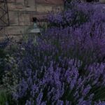 Lavendel-Meer