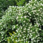 Falscher Jasmin