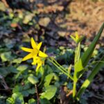 Frühlingsboten