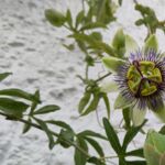 Blaue Passionsblume blüht