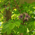 Schokoladenwein blüht
