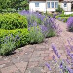 Lavendel so weit das Auge reicht