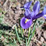 Frühlingsboten