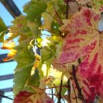 Weinstock Michurinski Herbstfärbung