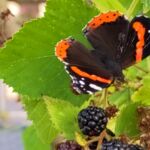 Schmetterling nascht an Brombeere