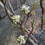 Birne Williams Christ blüht