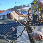 Mispeln am Baum (gefroren)