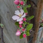 Apfel Cox Orange blüht