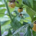 Früchte der Gelben Himbeere Fallgold