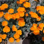 Kalifornischer Mohn