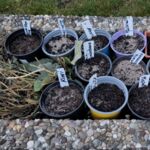 Aussaat von Kaltkeimern