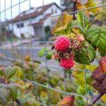 Himbeeren im November