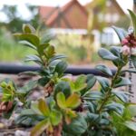 Preiselbeere blüht