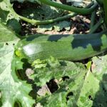 Zucchini