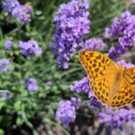 Grüner Silberstrich auf Lavendel