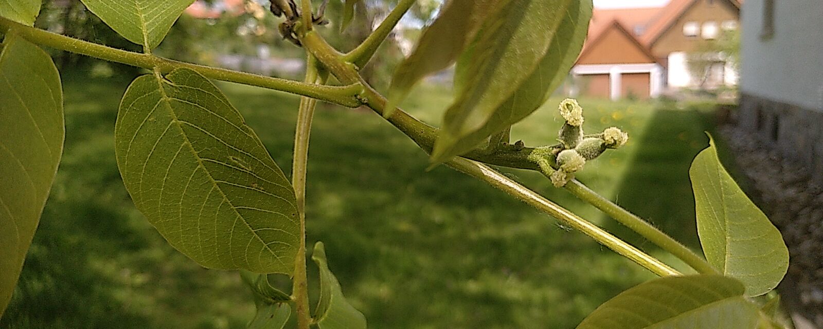 Weibliche Walnussblüte 