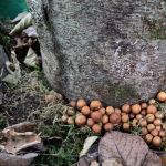 Erste Stockschwämmchen im Pilzgarten