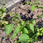 Garden Huckleberry