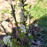 Koreanische Filzkirsche blüht