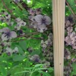 Männliche u. weibliche Blüten am Schokoladenwein