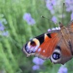 Tagpfauenauge auf Lavendel